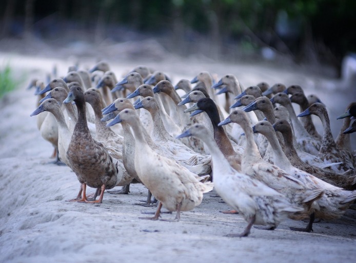 農(nóng)村養(yǎng)殖戶如何低成本有效處理污水，這兩種做法你應(yīng)該知道!