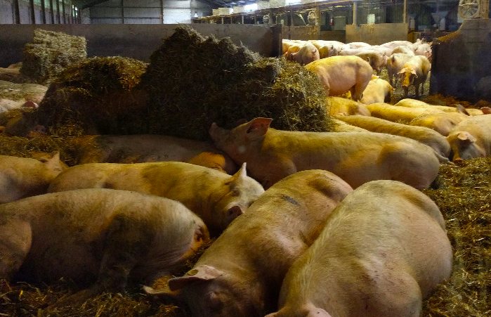 養(yǎng)豬場污水處理方法有哪些？選對(duì)工藝成本低效果好！