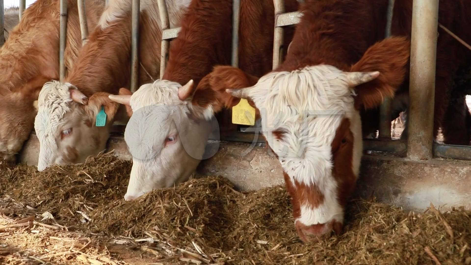 養(yǎng)牛場污水處理方法及處理效果-概述-1 養(yǎng)牛場污水處理方法及處理效果-概述-1