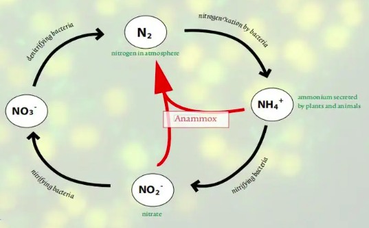 氨氧化細(xì)菌有什么作用(氨化細(xì)菌作用是什么) 氨氧化細(xì)菌有什么作用(氨化細(xì)菌作用是什么)