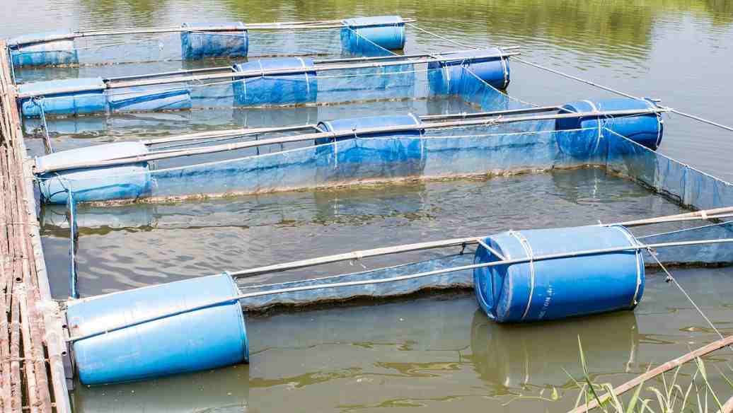 網(wǎng)箱養(yǎng)魚設(shè)備及價(jià)格是多少(標(biāo)準(zhǔn)網(wǎng)箱養(yǎng)魚設(shè)備有哪些) 網(wǎng)箱養(yǎng)魚設(shè)備及價(jià)格是多少(標(biāo)準(zhǔn)網(wǎng)箱養(yǎng)魚設(shè)備有哪些)