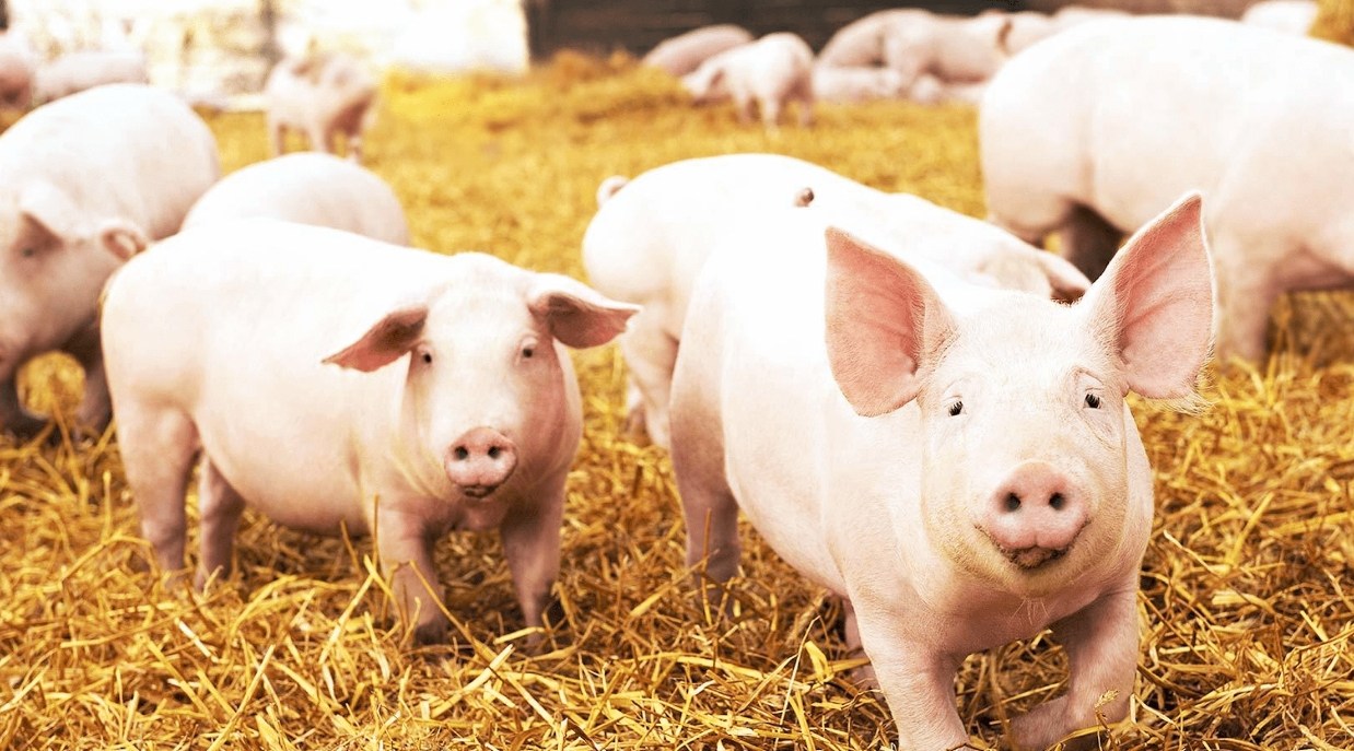 養(yǎng)豬廢水處理廠(chǎng)家-樂(lè)中環(huán)保